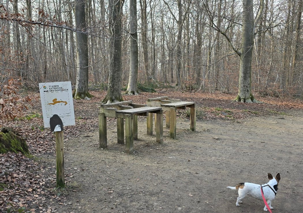 Sentier sportif sylvestre 3